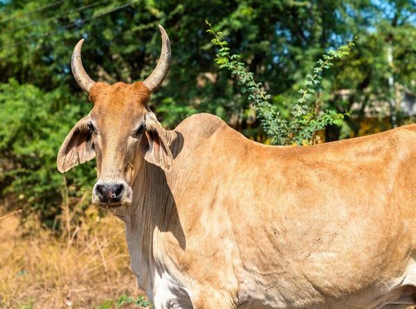 inhindu-cow-fed-with-explosive