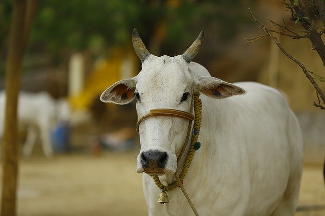 cow slaugter to stop in Karnataka